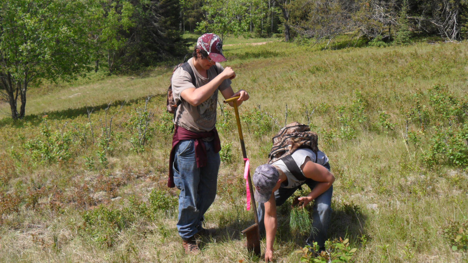 Two students from North Dickinson County Schools plant trees in a green, grassy field at the school forest property near Sagola in spring 2015.