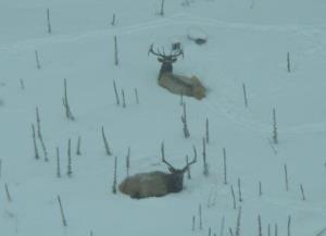 elk seen from a DNR airplane