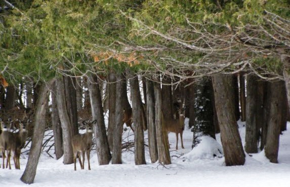 Deer shown in winter habitat in the Upper Peninsula