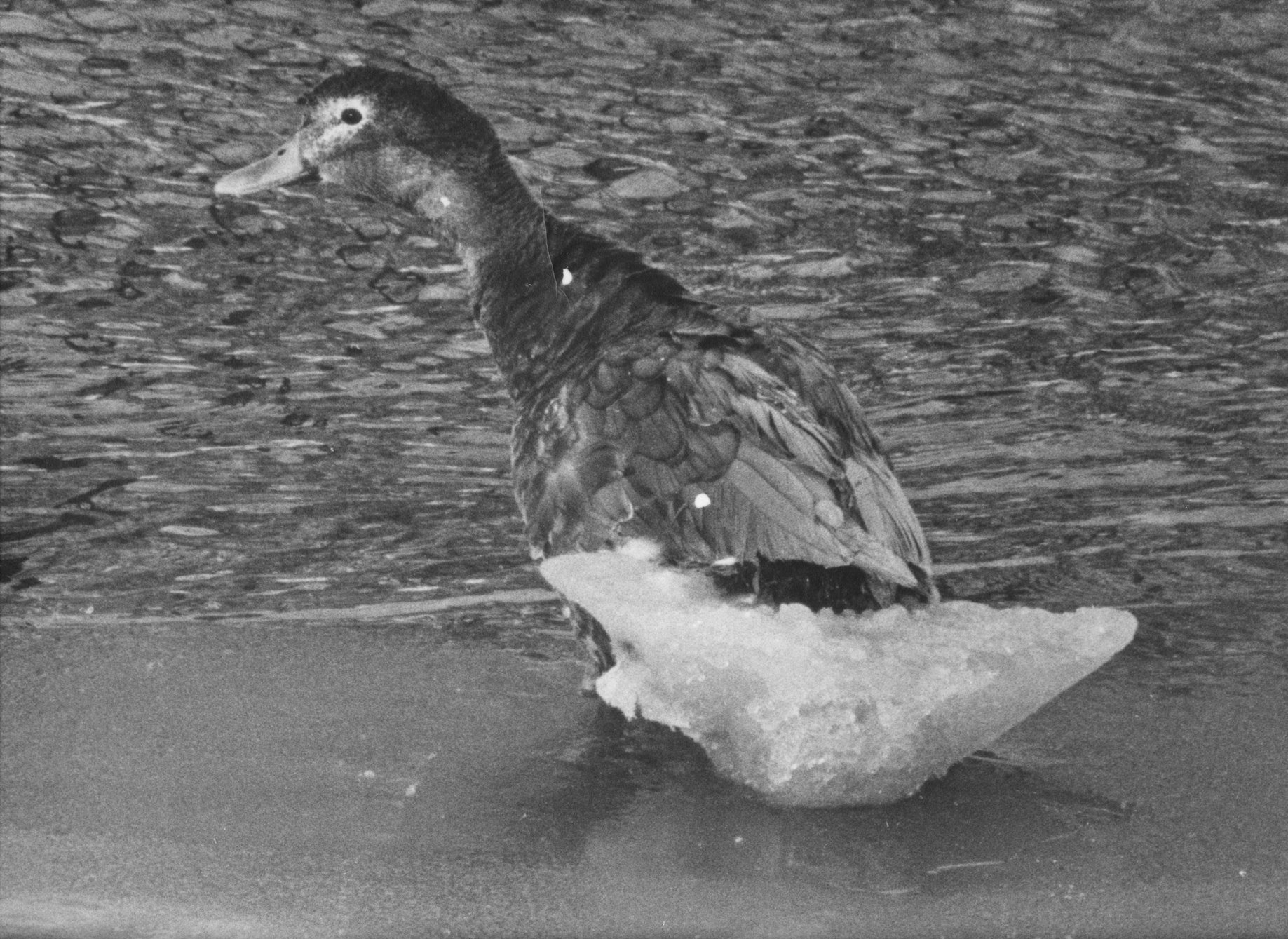 A black-and-white image shows a duck with a large piece of ice on its tail.