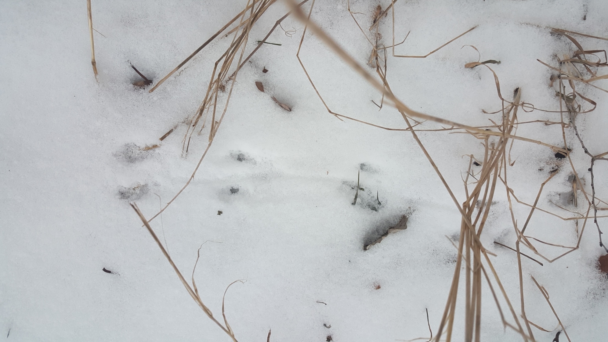 A close up of mouse tracks in the snow shows the animal's tail impression too.
