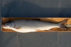 close-up of a lake trout