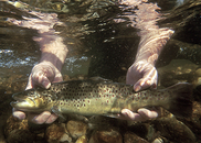 brown trout underwater being held by two hands