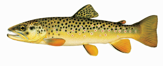 brown trout