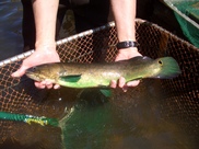 bowfin in someone's hand