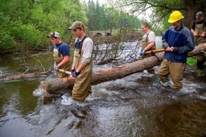 men haul tree through river as part of habitat restoration project