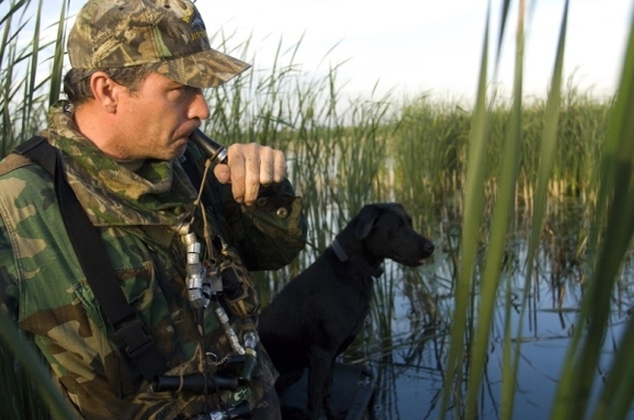 waterfowl hunter, using a duck call, with hunting dog in swamp