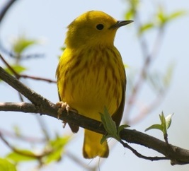 yellow bird