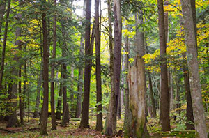 forest with tall trees