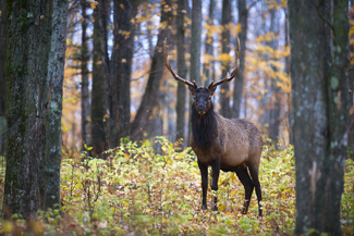 A Michigan elk is shown.
