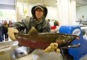 Following the fall salmon runs, surplus salmon like this will be available for sale at a handful of northern Michigan retailers.