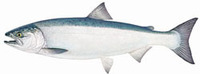 coho salmon illustration