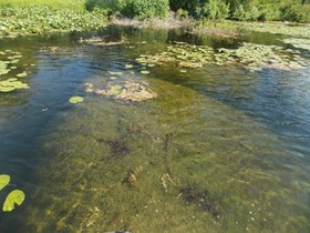 Eurasian watermilfoil on a lake in Fort Custer Recreation Area