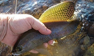 The Arctic grayling, shown here, is the focus of a partnership effort to return the iconic fish to Michigan waters