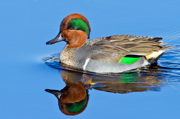 green-winged teal, by Mark Thompson/Flickr Creative Commons