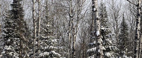 forest with snow-covered trees