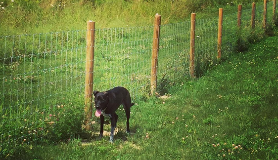 Dog near fencing at Grand Ravines Dog Park