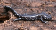 blue spotted salamander