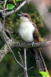 black billed cuckoo