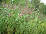 phragmites