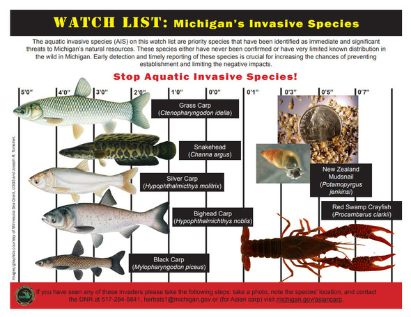 invasive fish