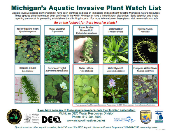 invasive water plants
