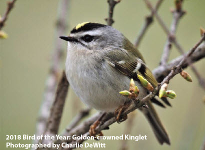 golden crowned kinglet