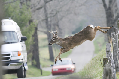 Deer hurdler