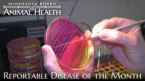 Minnesota Board of Animal Health Reportable Disease of the Month Header