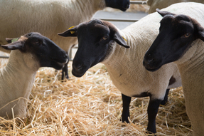 Black faced sheep in barn