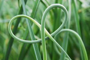 garlic scape