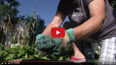 Flower Club Video