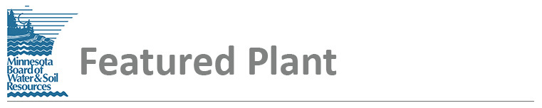 Featured Plant header