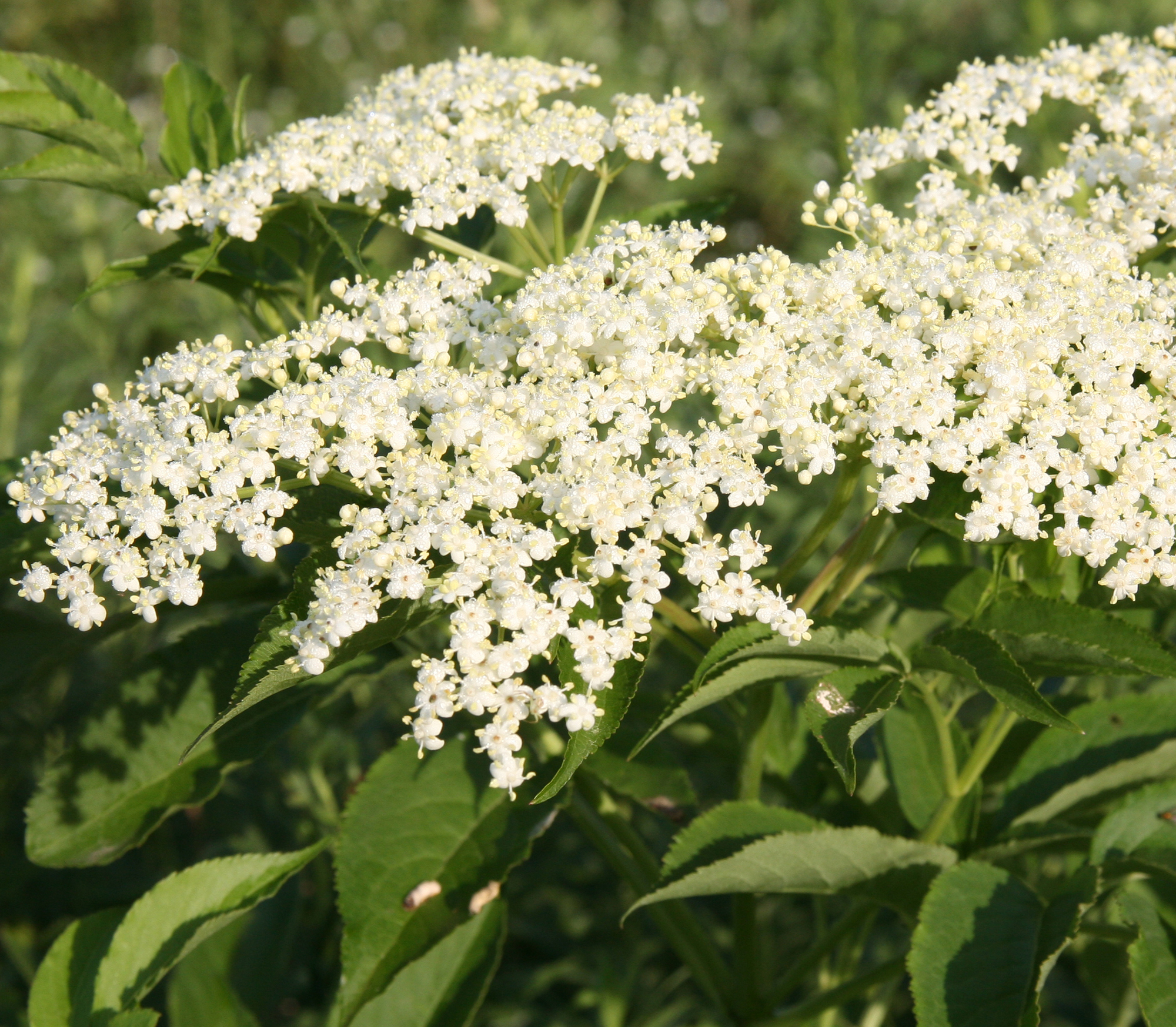 american elderberry