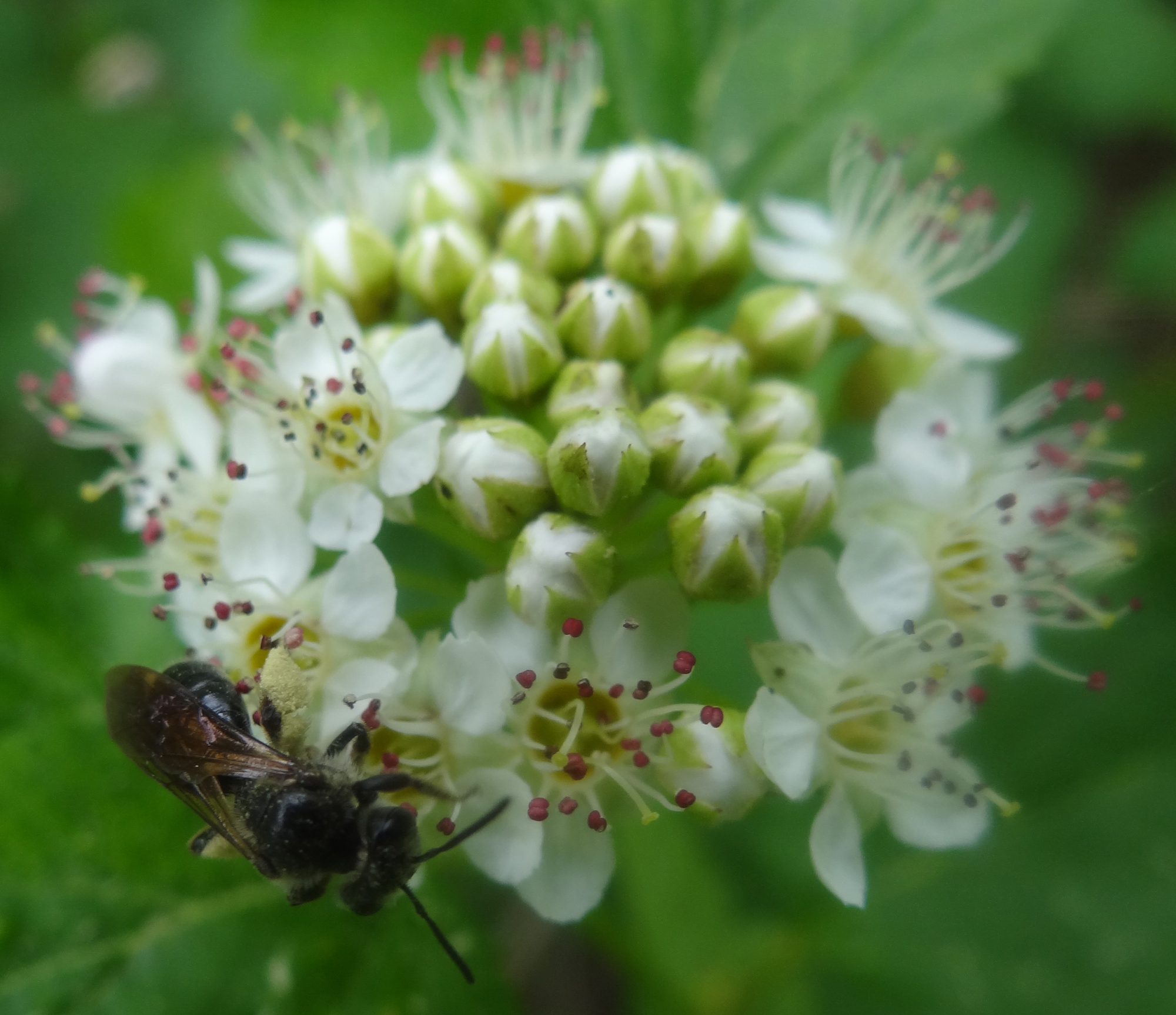 common ninebark