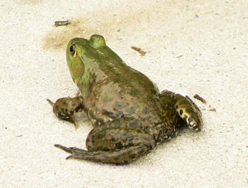 bull frog