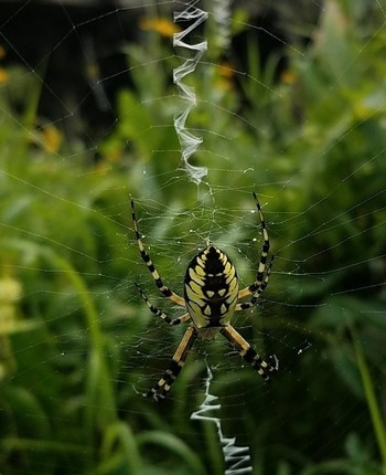 garden spider