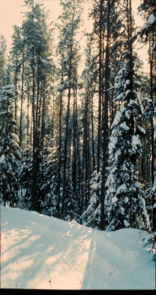 Trees in  Winter