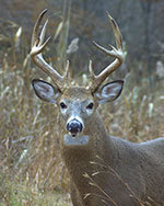 Buck standing in field