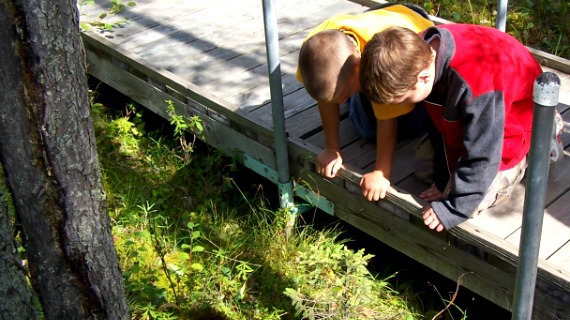 Main Image - Lake Bemidji State Park Bog Walk