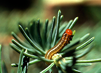 Mature larvae of YHSS. DNR photo