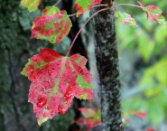 ARTICLE - Discover - Whydoleaveschangecolor.jpg