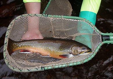 coaster brook trout