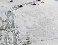 ARTICLE - Traveler Tip - Tracks in the Snow.jpg