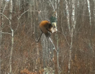 ARTICLE - Nature Sightings - Pine Marten.png