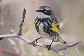 yellow-rumped warbler