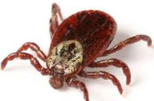 dog tick