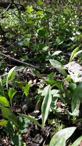 mustard and dwarf trout lilies