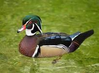 wood duck