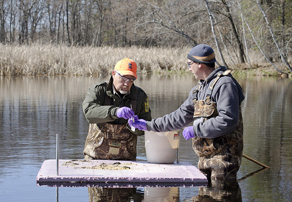 avian flu testing